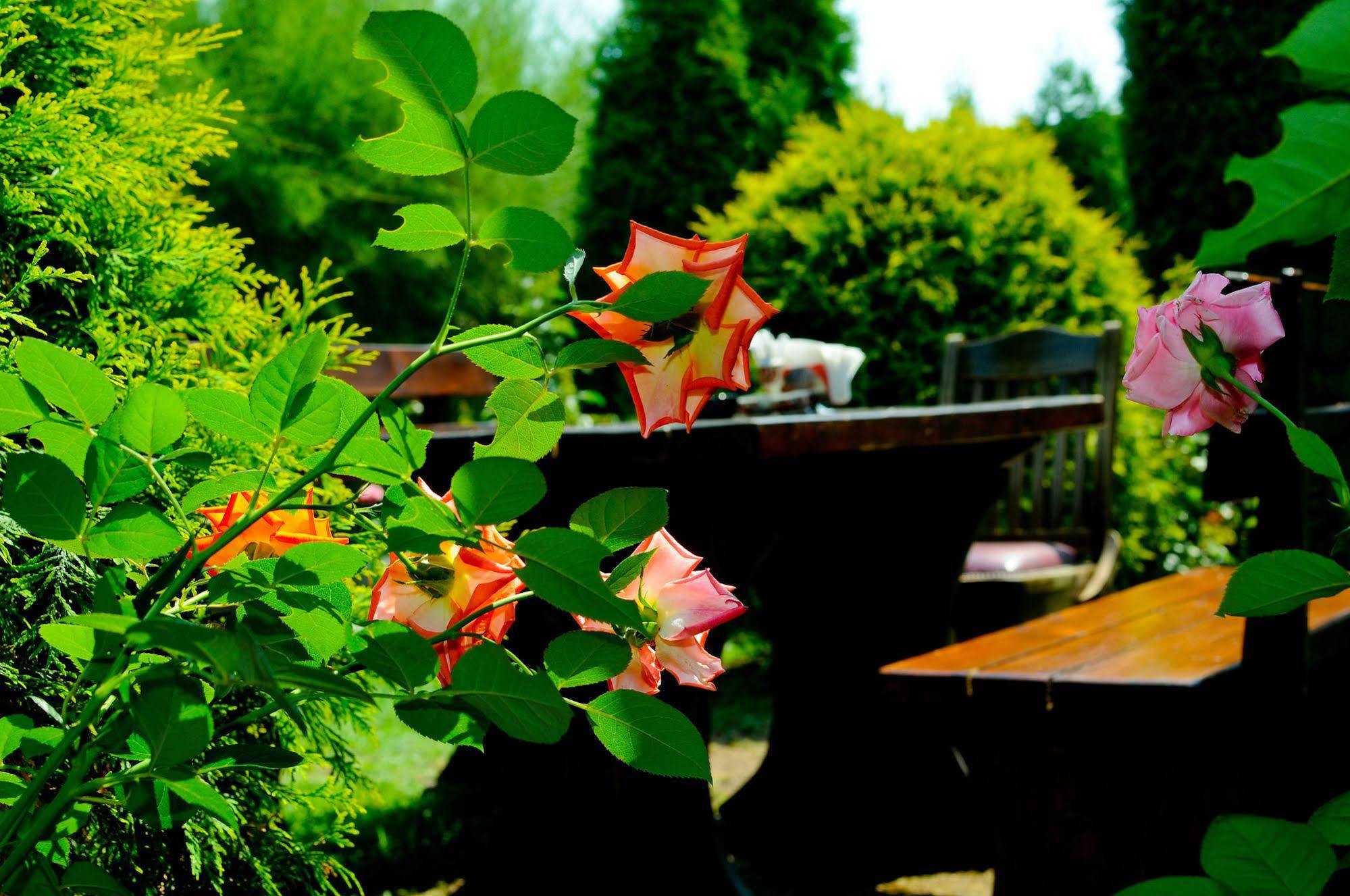 Pension La Cupola Târgu-Mureş エクステリア 写真