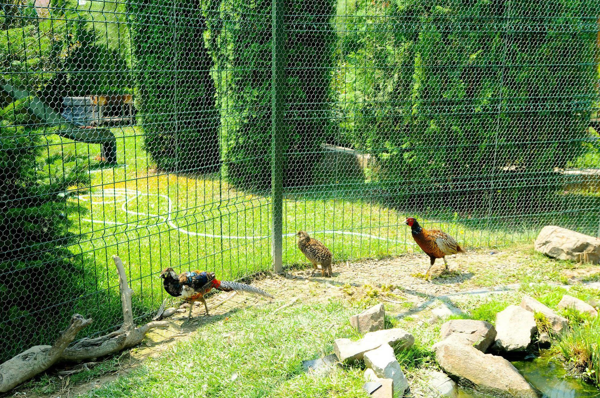 Pension La Cupola Târgu-Mureş エクステリア 写真